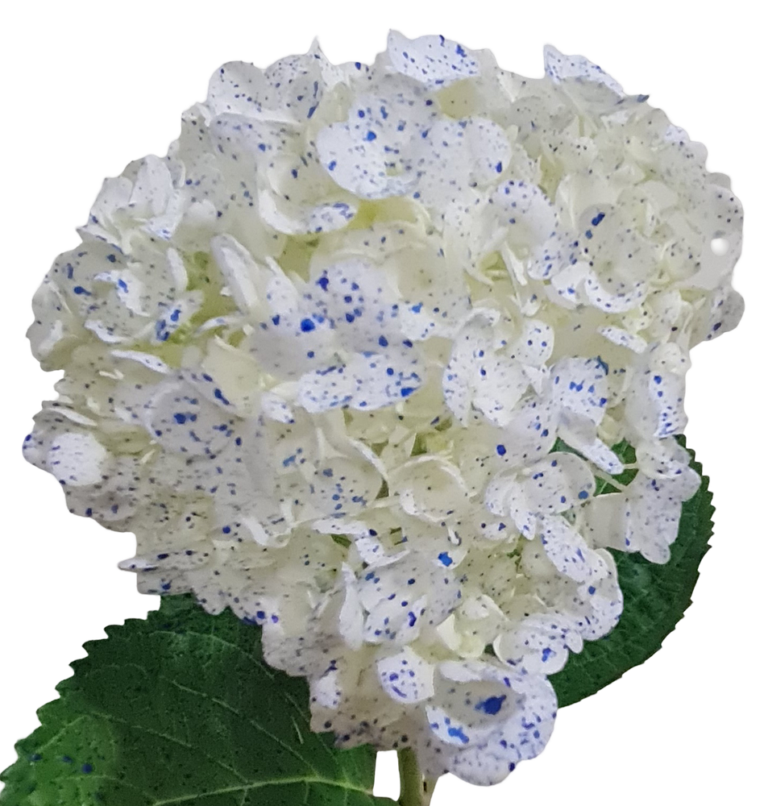 Hydrangea White