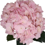 Pastel Pink