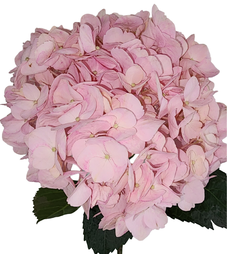 Hydrangea Light Pink
