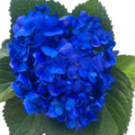Deep Blue
