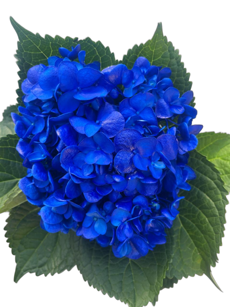 Blue dark nobg