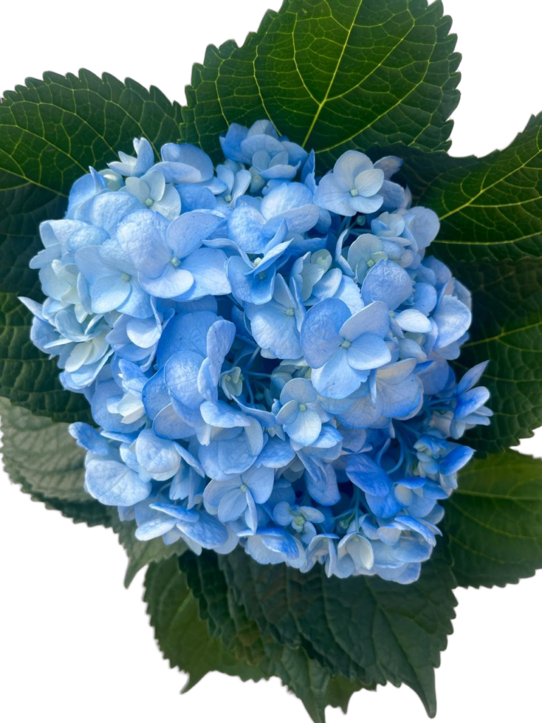 Blue light nobg