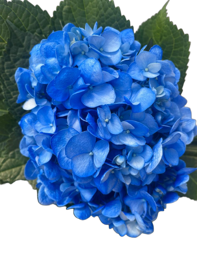 Blue medium nobg