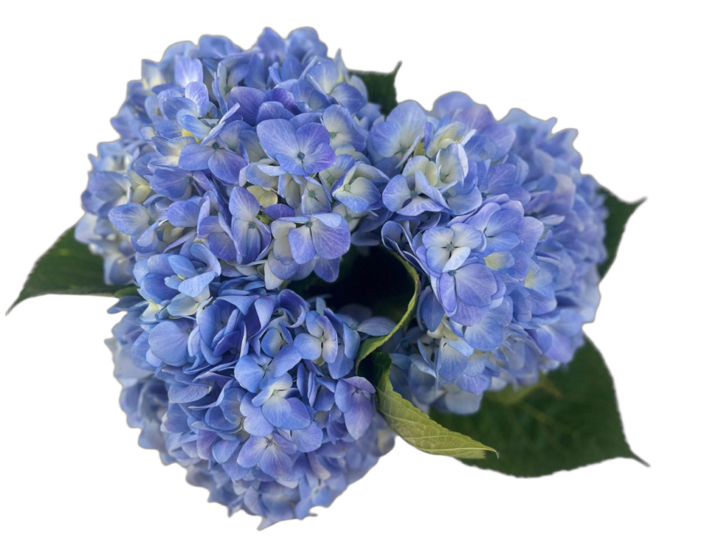 Blue natural nobg