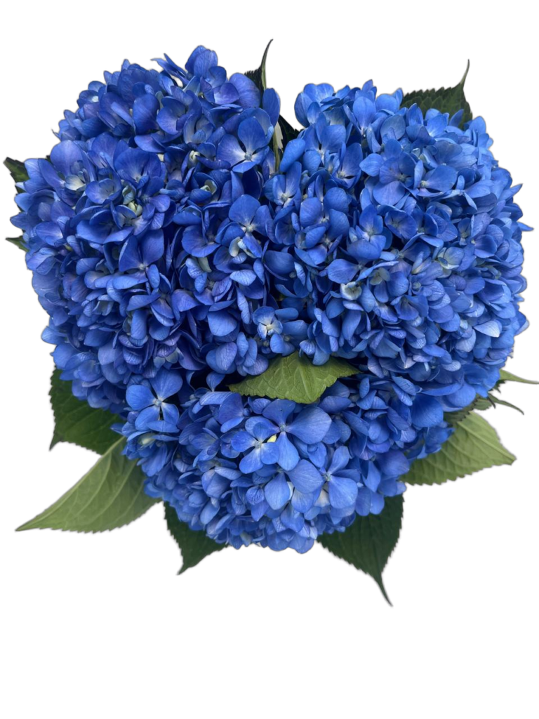 Blue schoking nobg