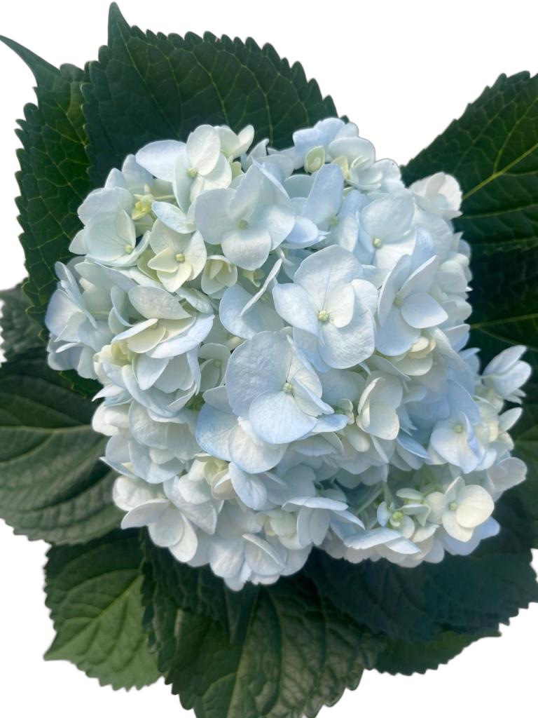 Blue soft nobg