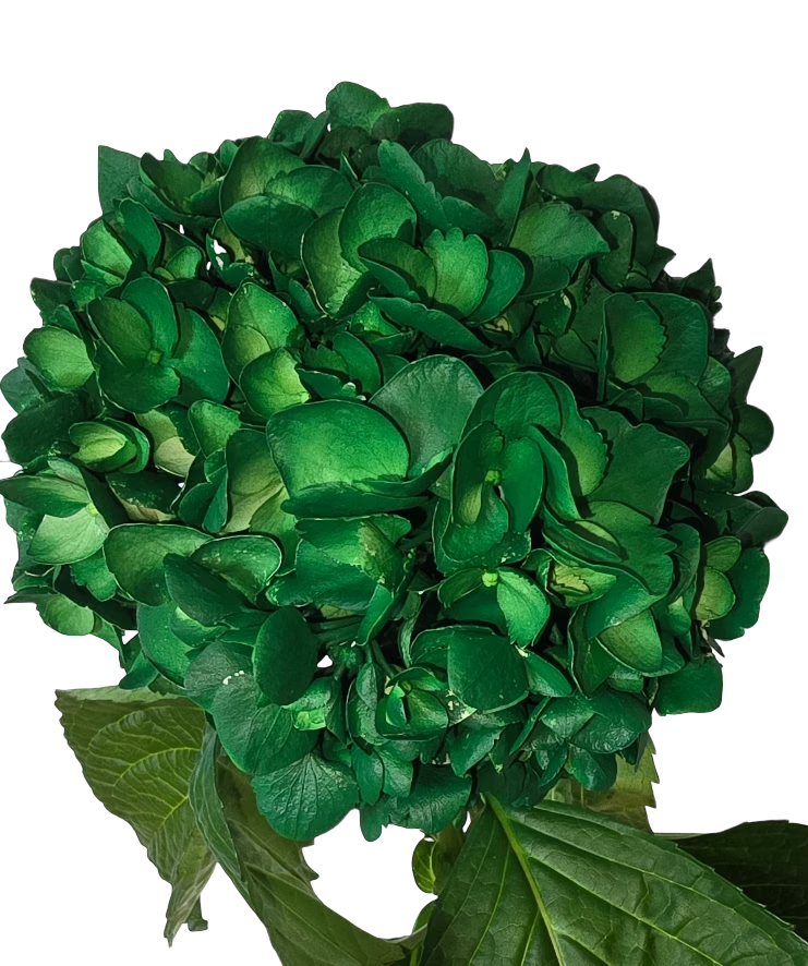 Dark green nobg