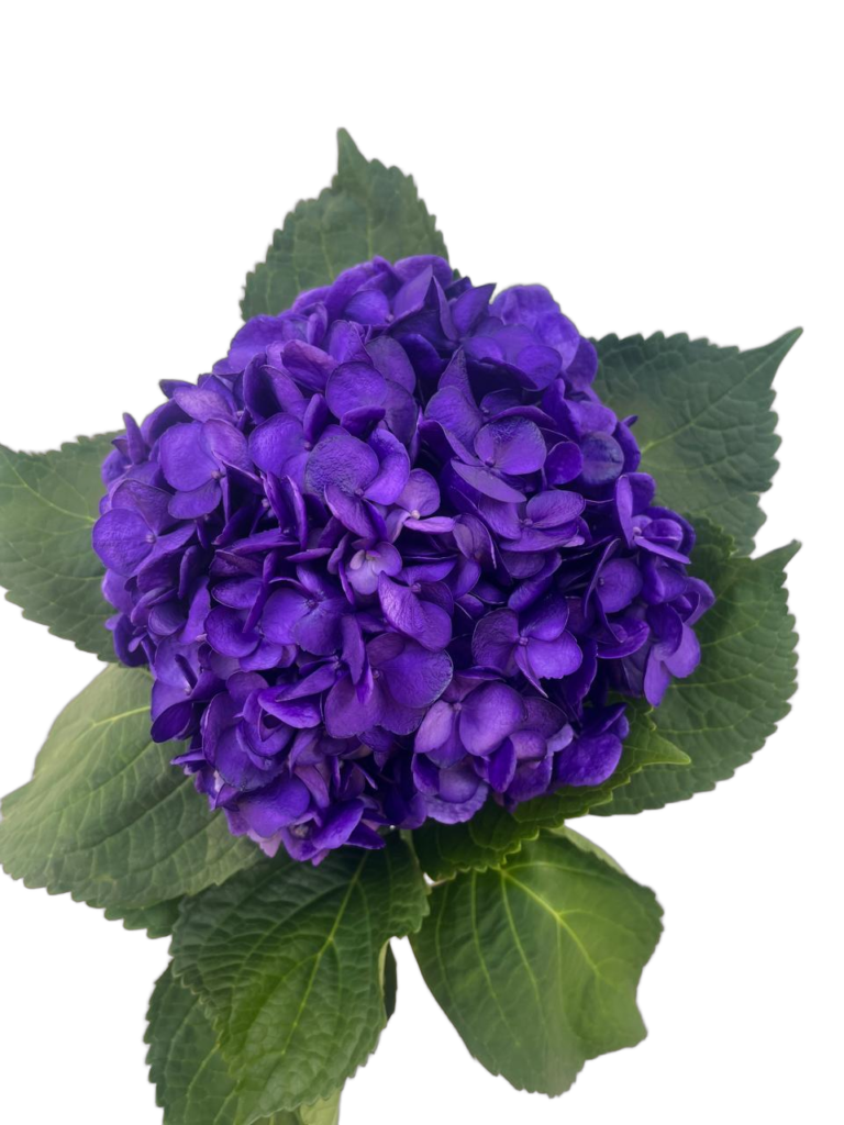 Dark lavander nobg