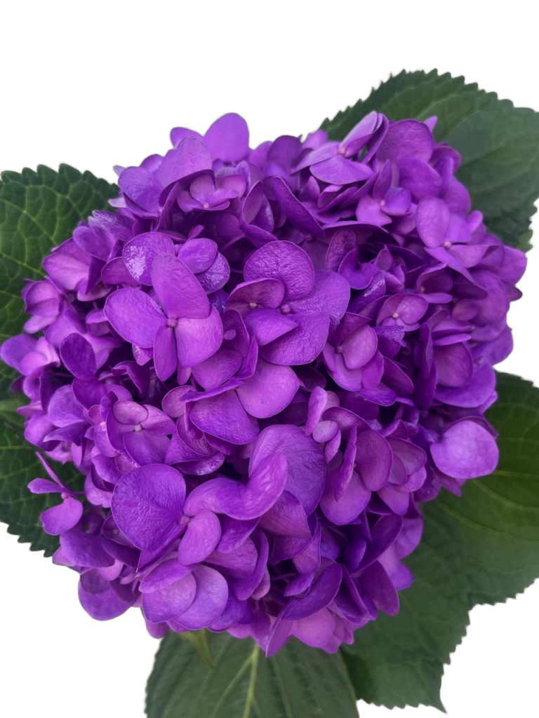 Dark lilac nobg