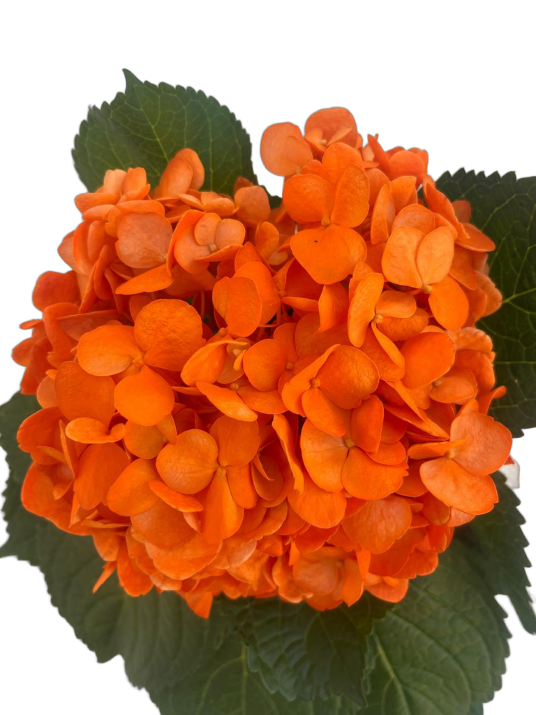 Dark orange nobg