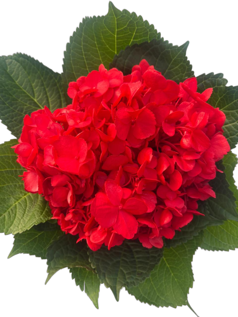 Dark red nobg