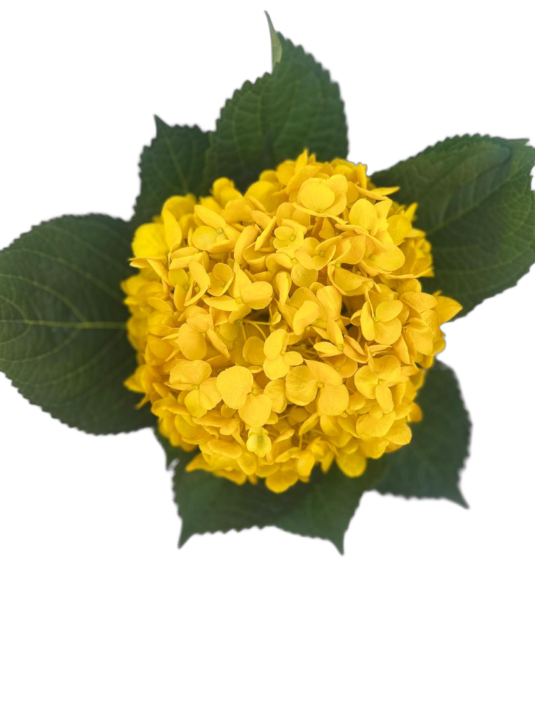 Dark yellow nobg