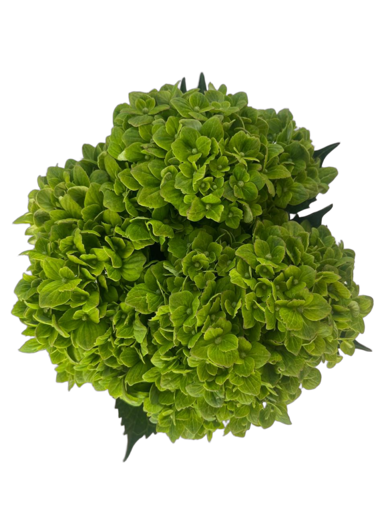 Esmeralda nobg