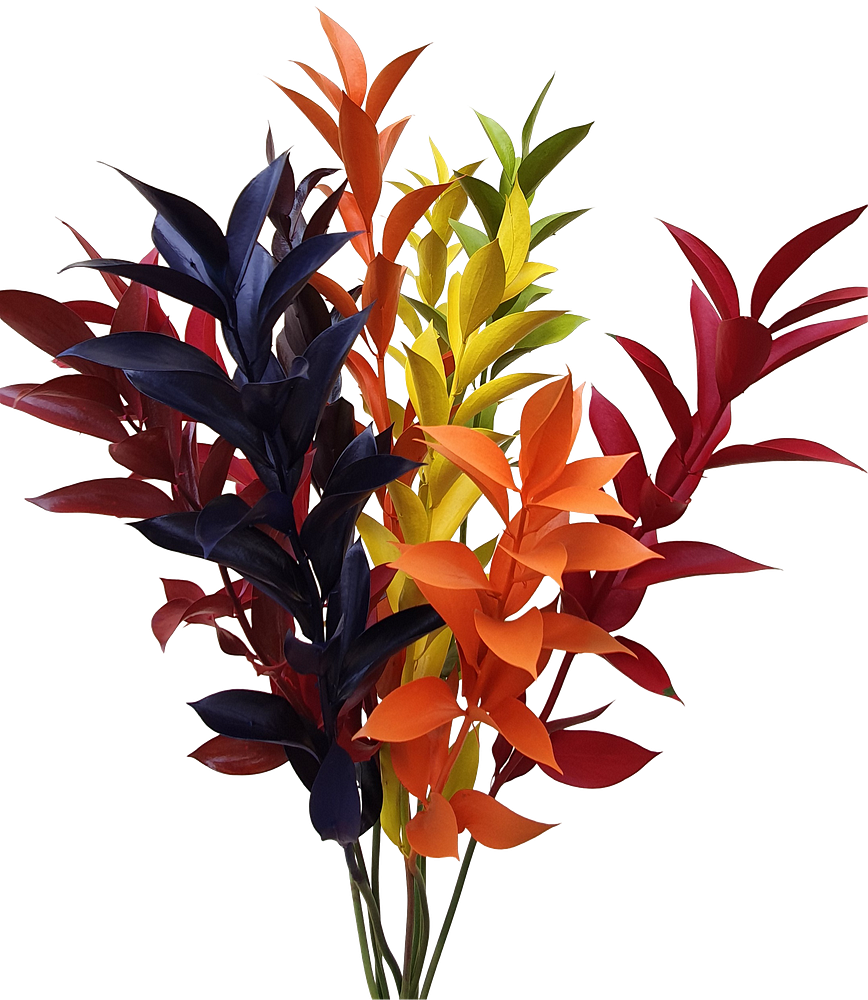 Foliage tinted ruscus