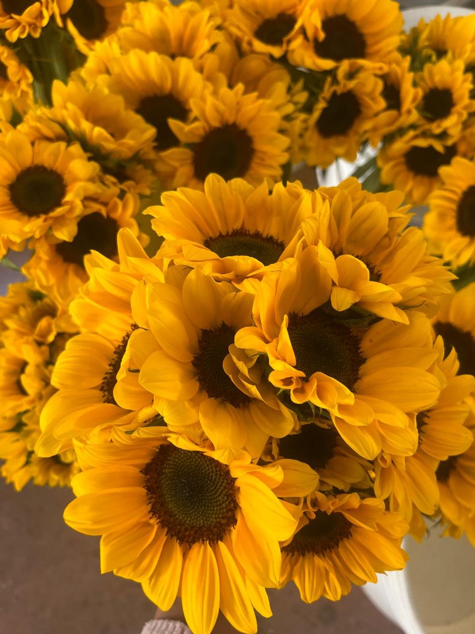 Girasol