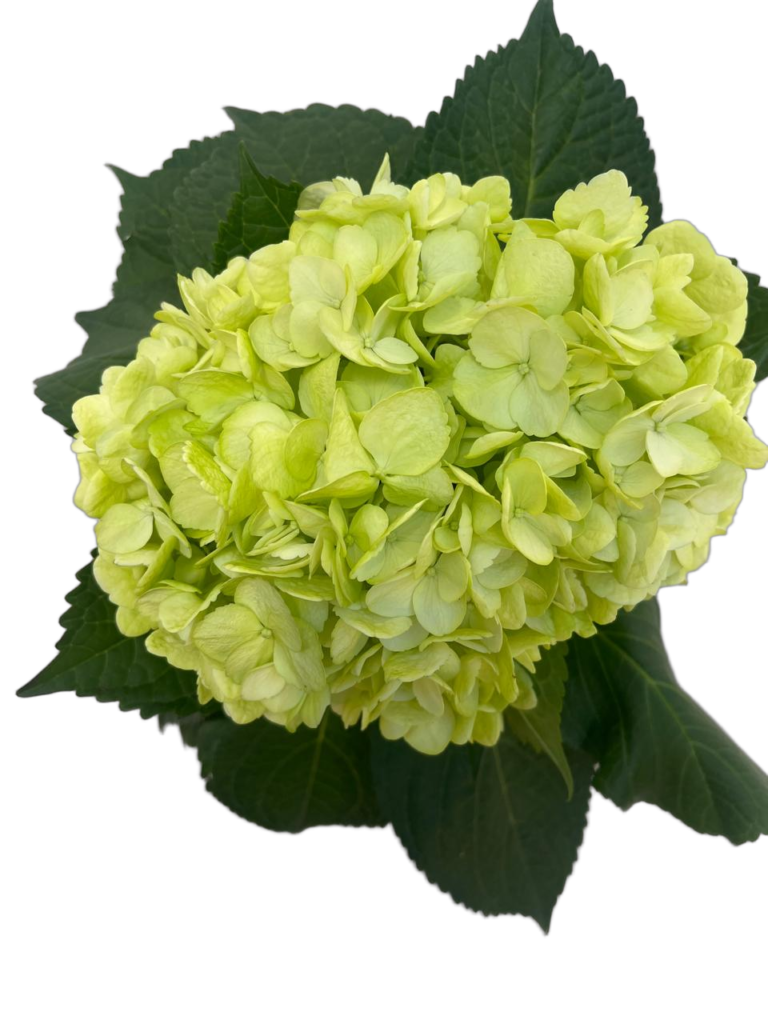 Light green nobg