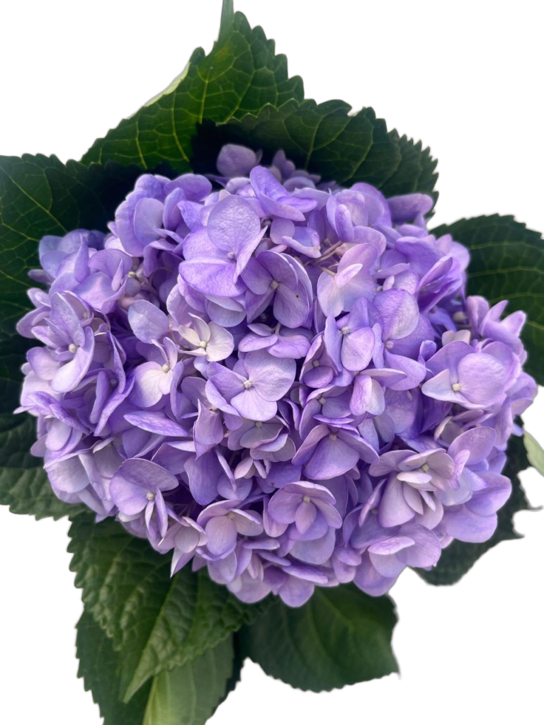 Light lavander nobg