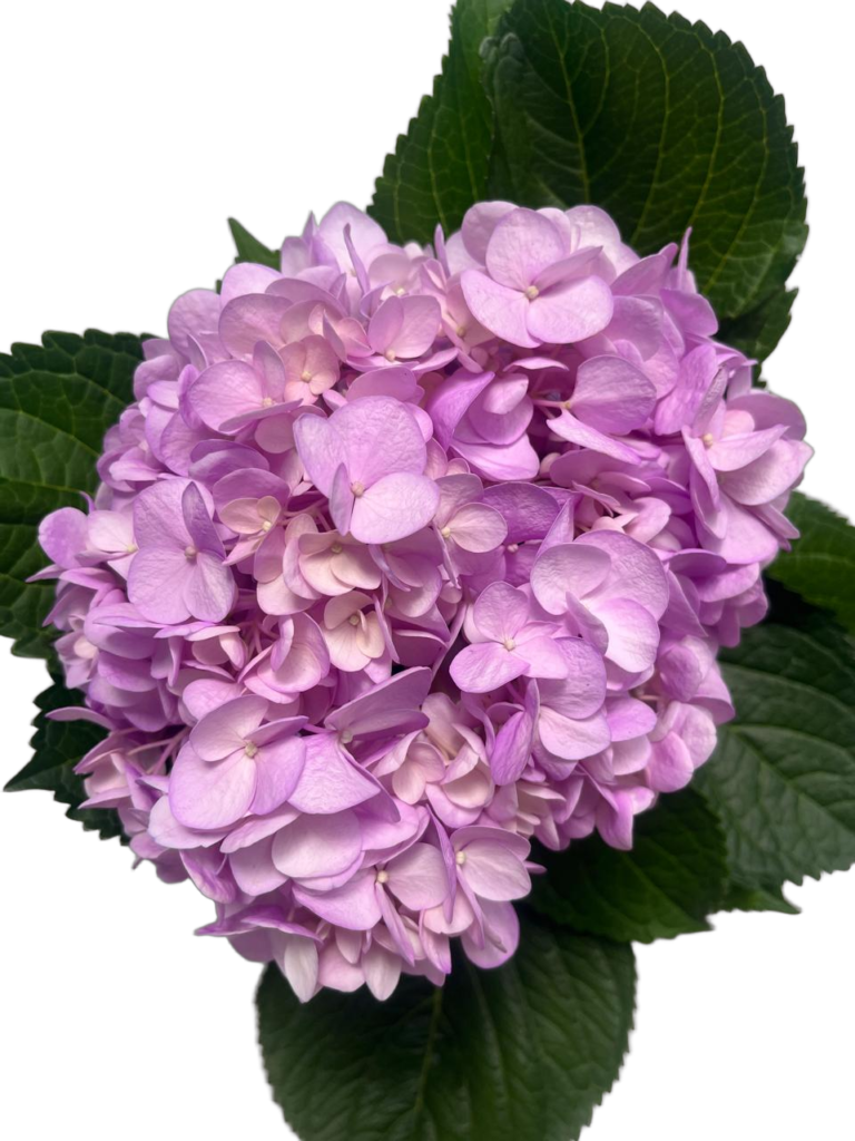 Light lilac nobg