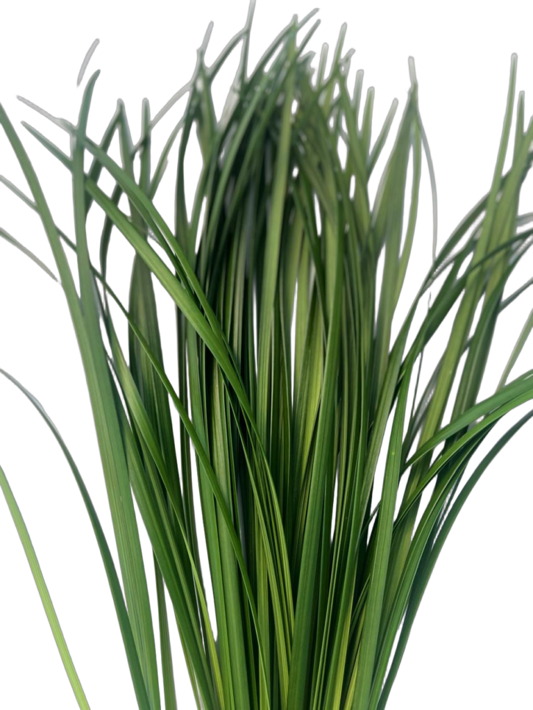 Lily grass nobg