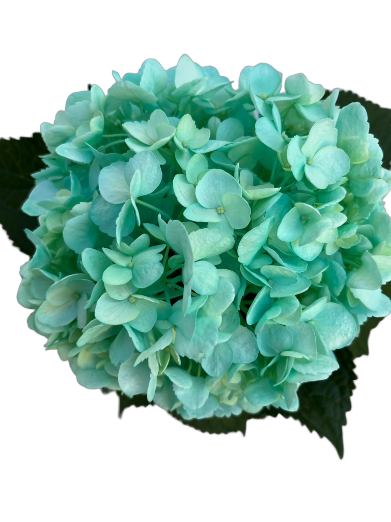 Medium aqua nobg