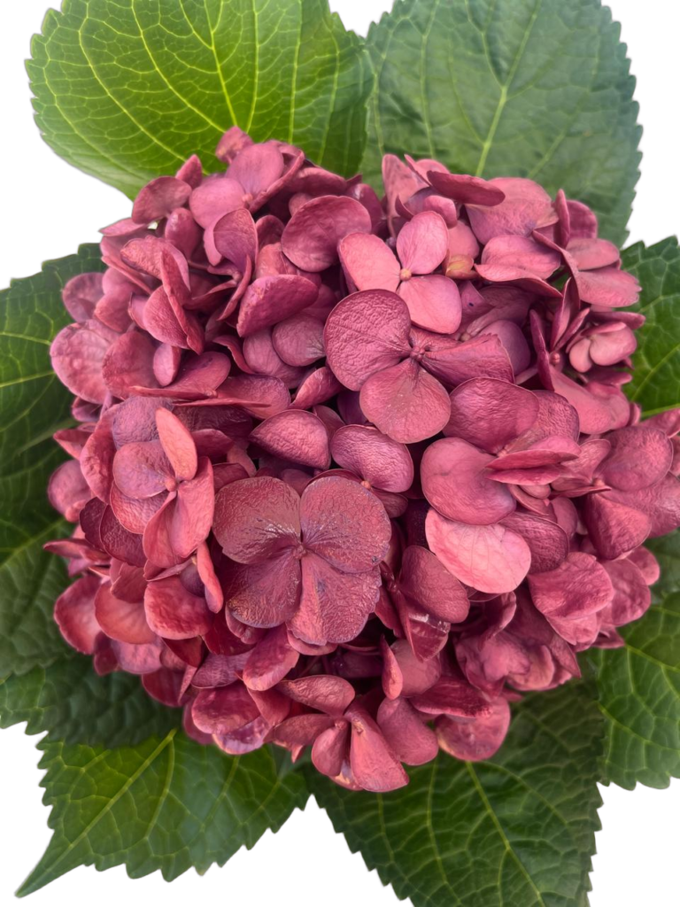 Medium burgundy nobg