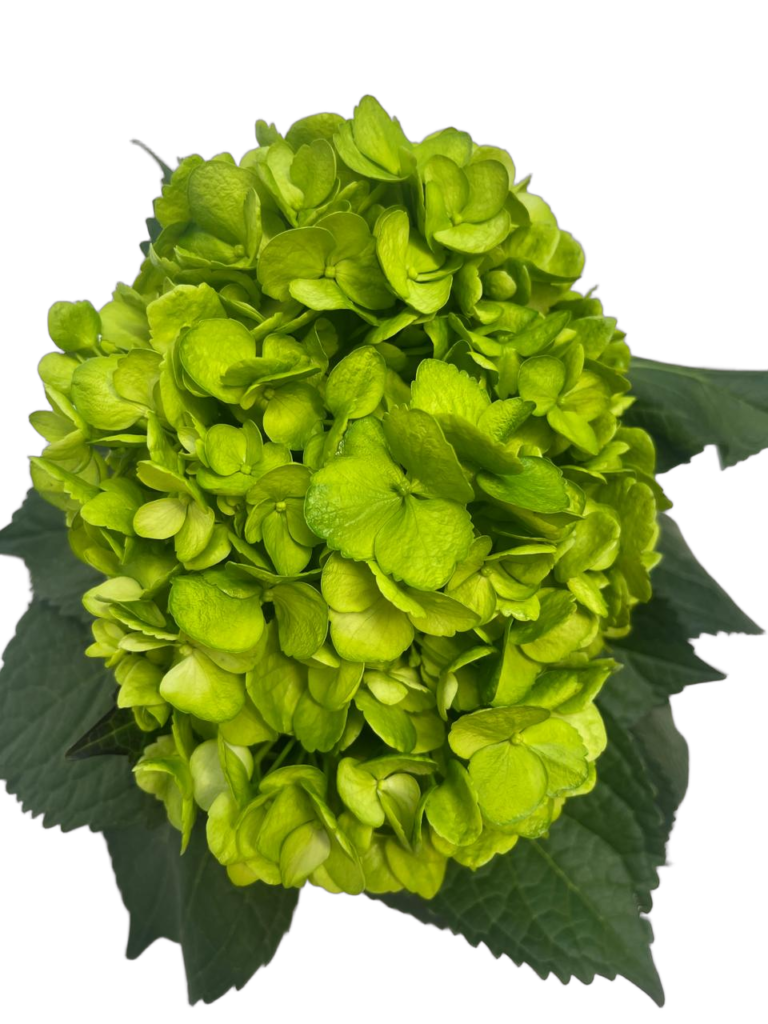 Medium green nobg