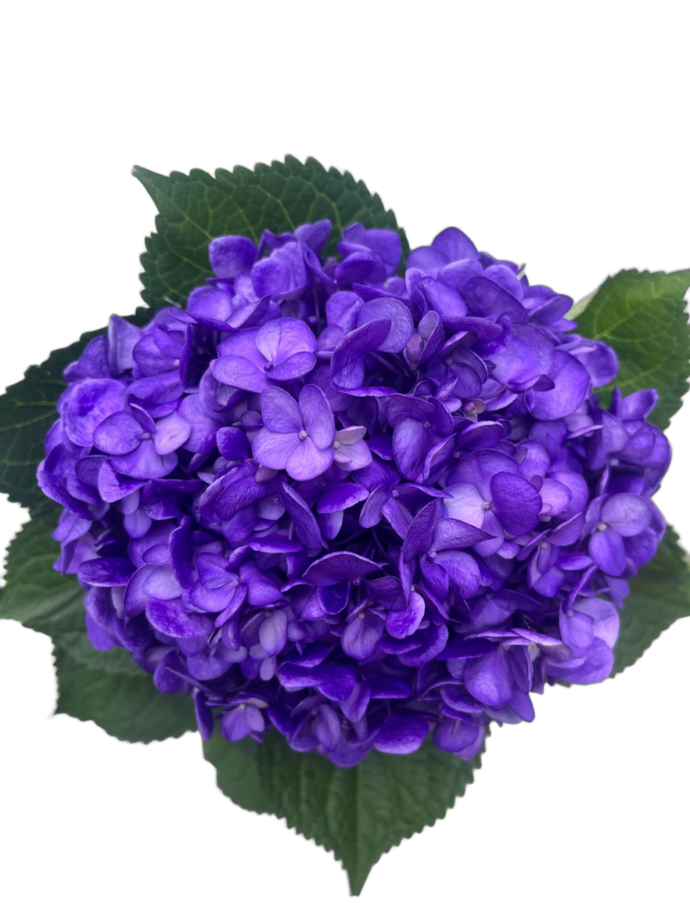 Medium lavander nobg