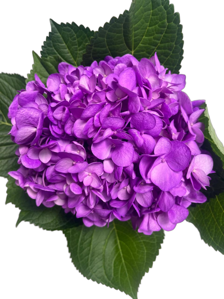 Medium lilac nobg