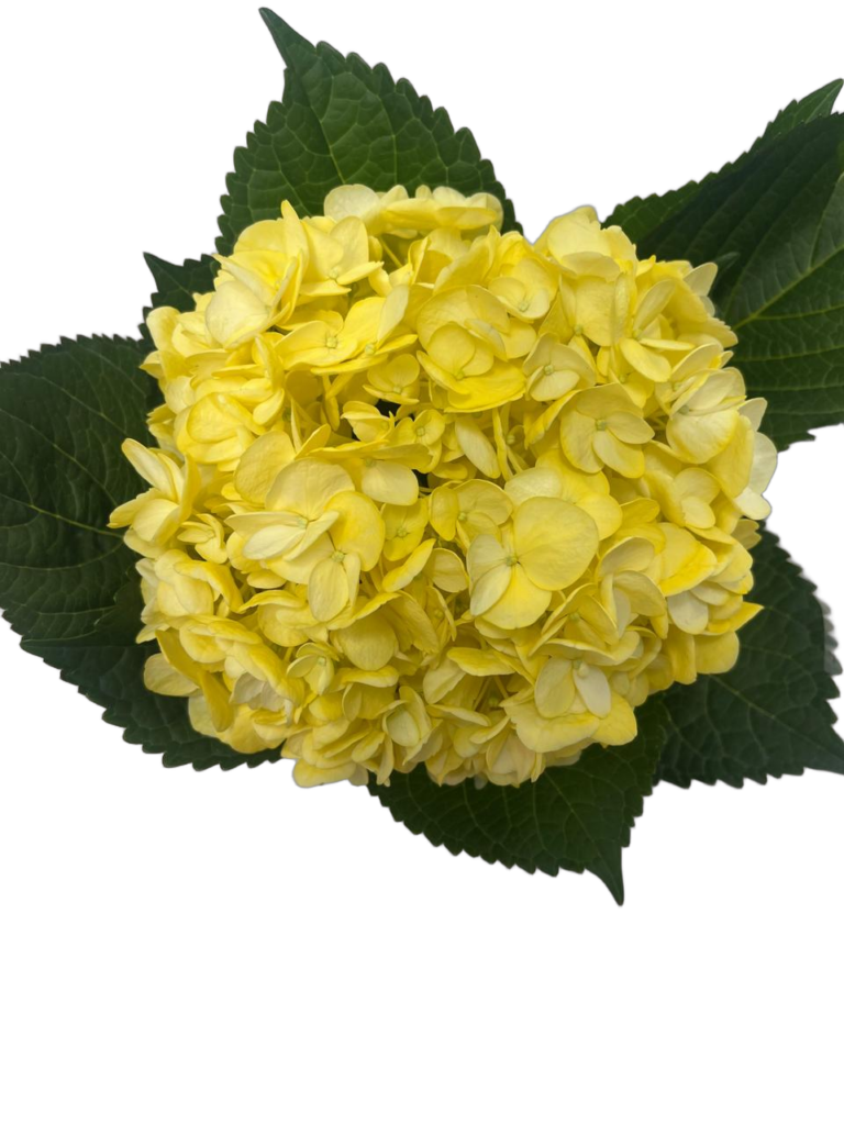 Medium yellow nobg