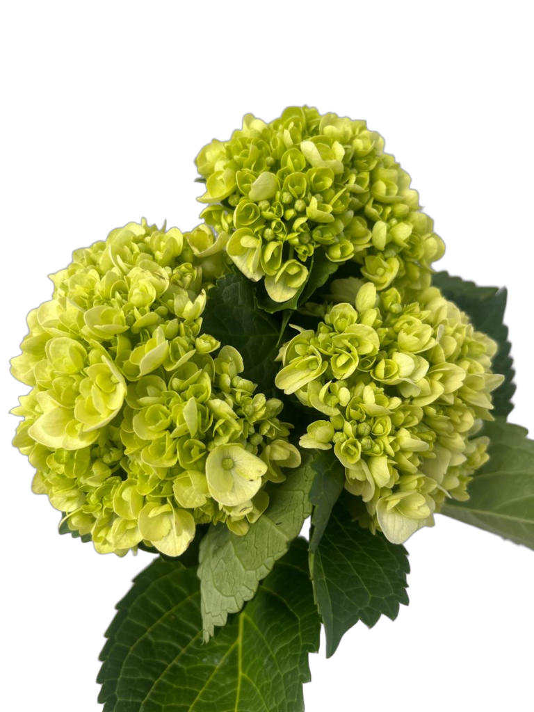 Mini green nobg