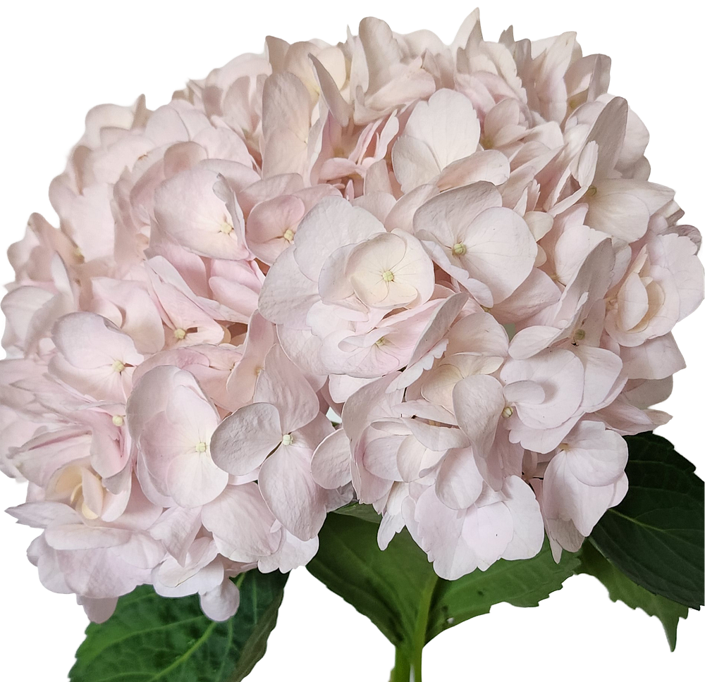 Pink blush pink