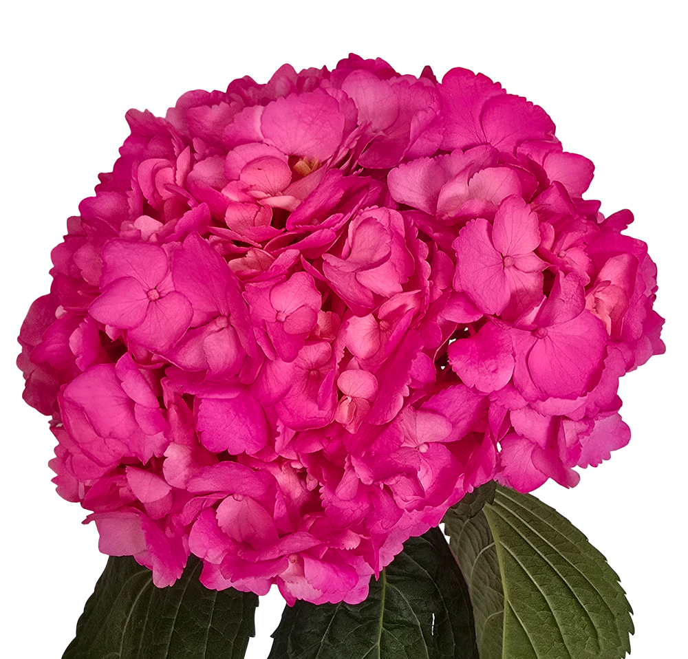 Pink hot pink