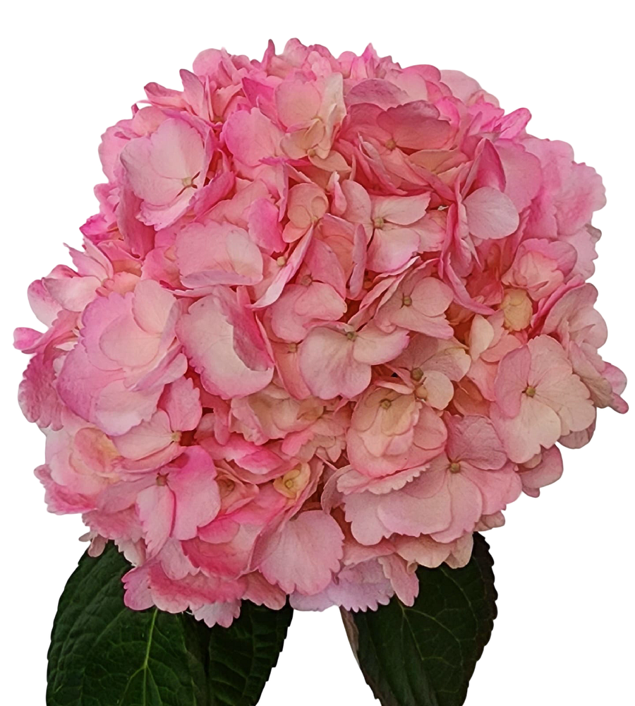 Pink medium pink