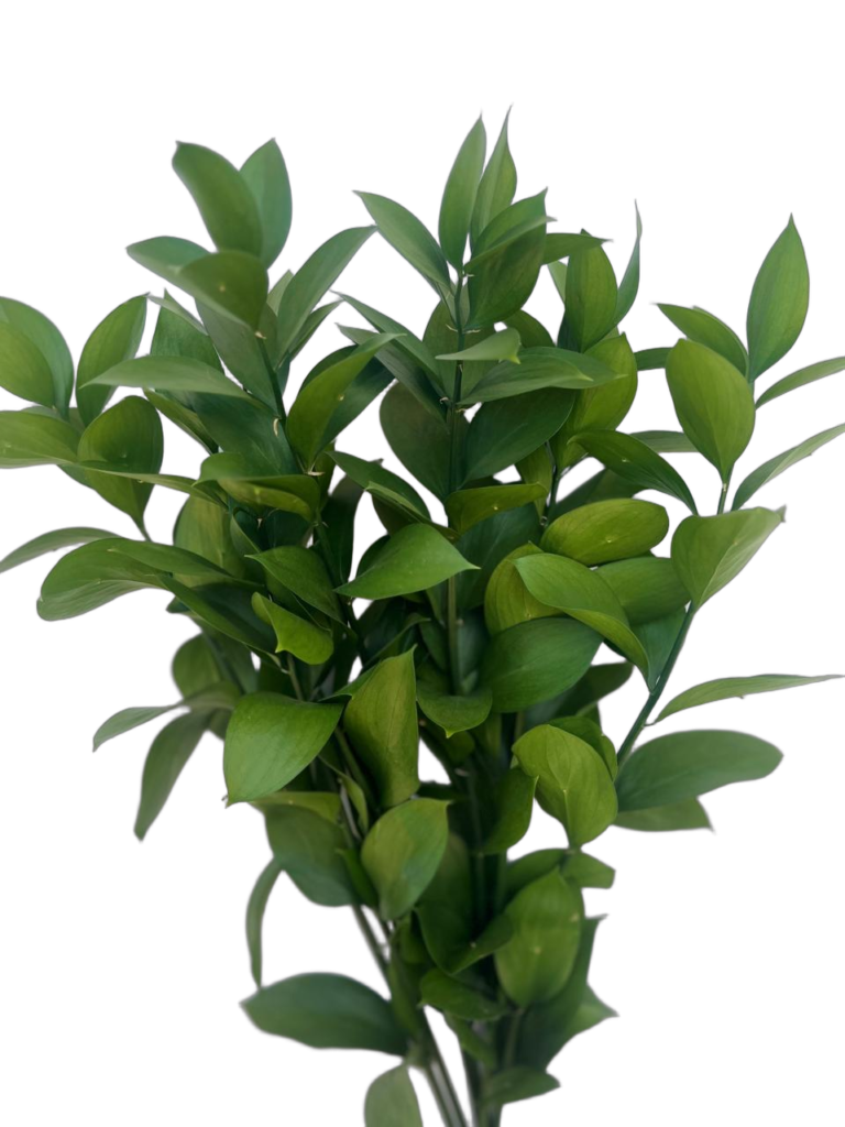 Ruscus nobg