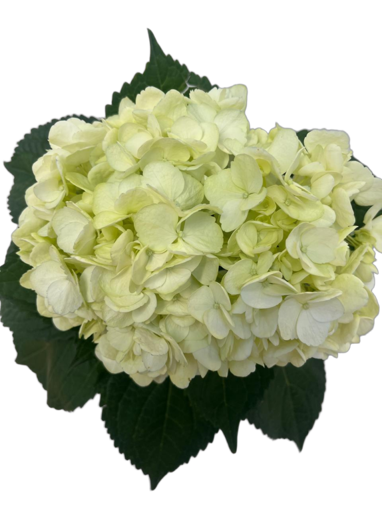Soft green nobg
