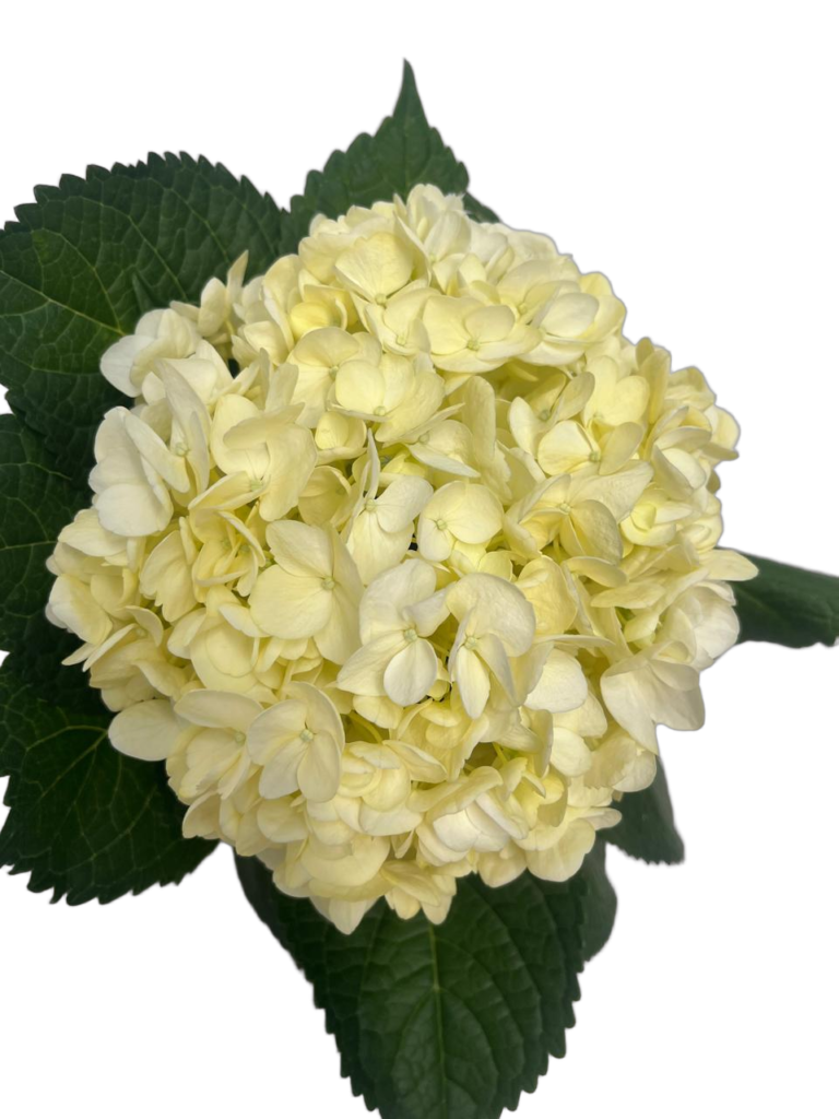 Soft yellow nobg