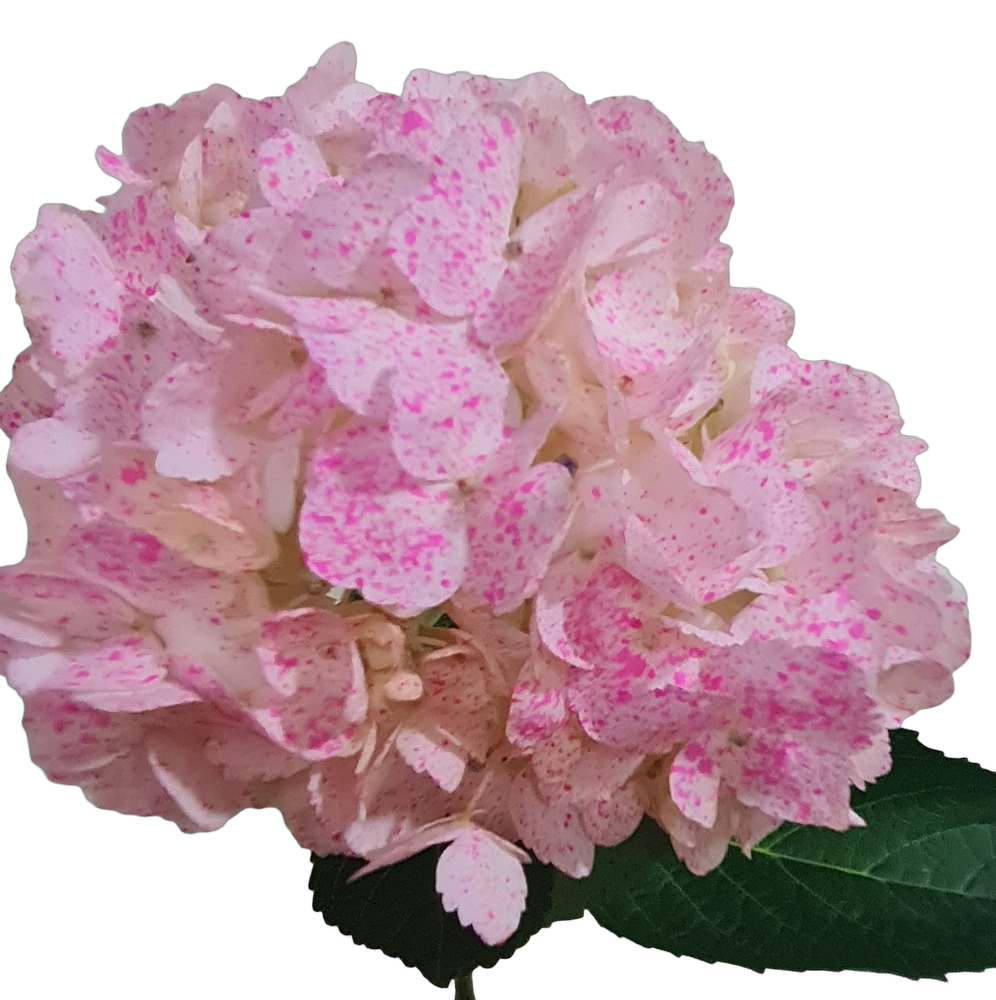 Special confetti white hot pink