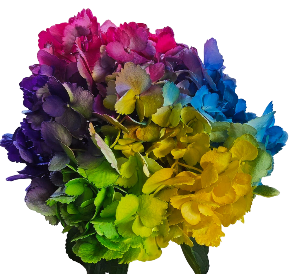 Special rainbow