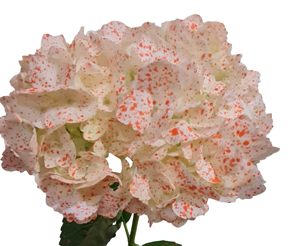 Special white orange