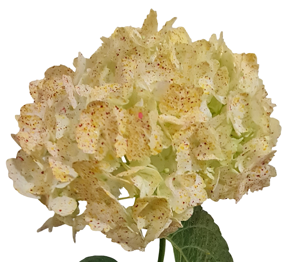 Special yellow orange