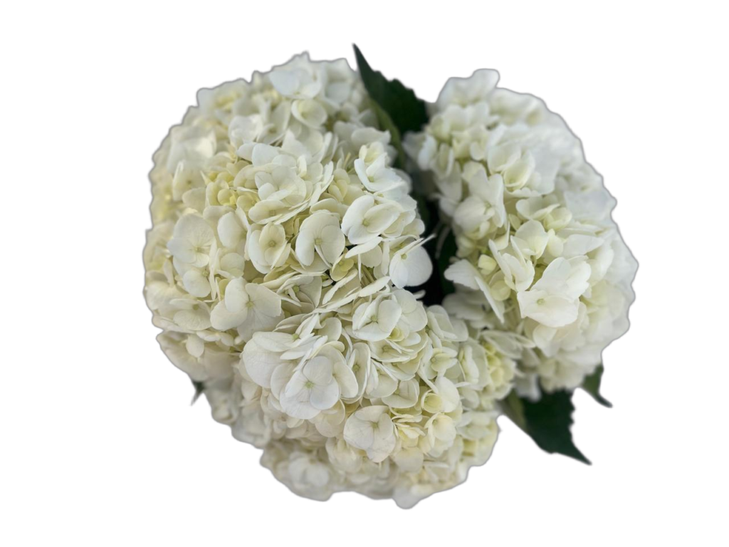 White natural nobg