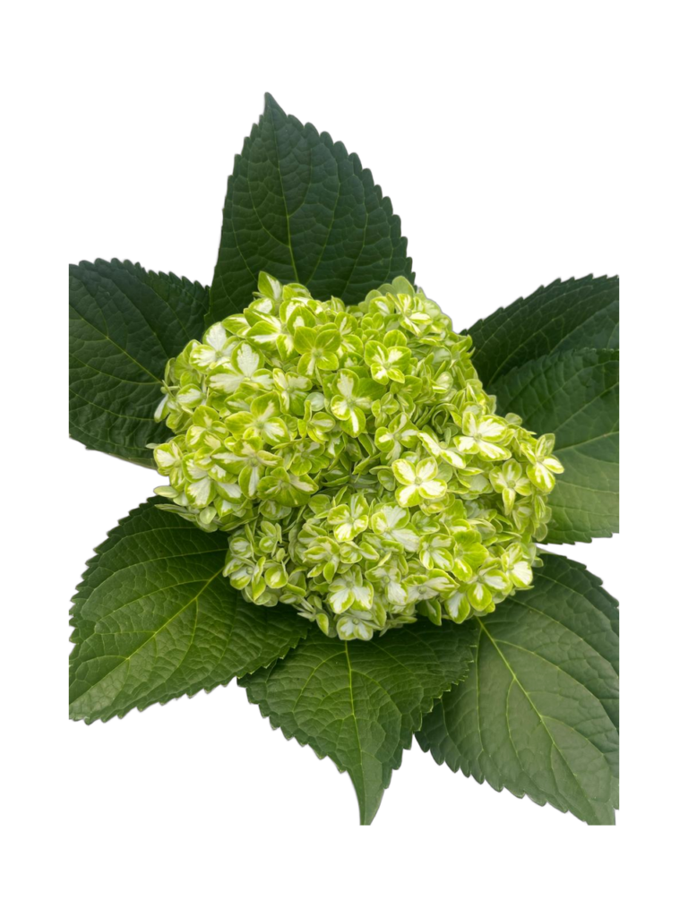 Emerald Variegated natural hydrangea with leaves