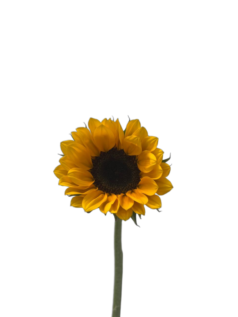 Fresh Colombian sunflower